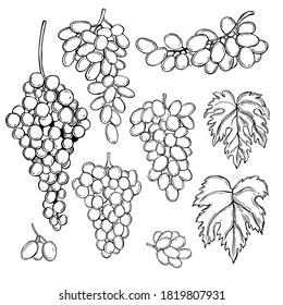 Hand drawn  grapes on white background. Vector sketch  illustration.