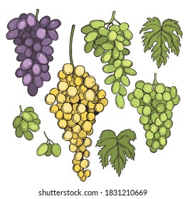  Hand drawn  grapes on white background. Vector sketch  illustration.