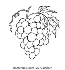 Esquema de uvas dibujadas a mano. Eslabón de cierre de vid, hojas, bayas. Arte de clips en blanco y negro aislado sobre fondo blanco. Ilustración del libro de colorantes antiguos para el vino de diseño.