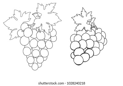 Hand drawn grapes. Set of grapes branches sketch. Vector illustration.
