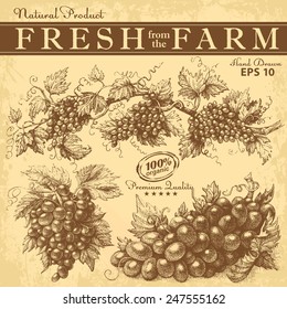 Hand drawn grapes set. Vintage vector