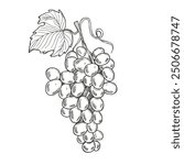Hand drawn grapes sketch. Wine vine close up outline, leaves, berries. Black and white clip art isolated on white background. Antique vintage engraving illustration for design wine.
