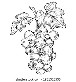 Esbozo de uvas dibujadas a mano. Eslabón de cierre de vid, hojas, bayas.  Arte de clips en blanco y negro aislado sobre fondo blanco. Ilustración de grabado de vintage antiguo para el vino de diseño.  