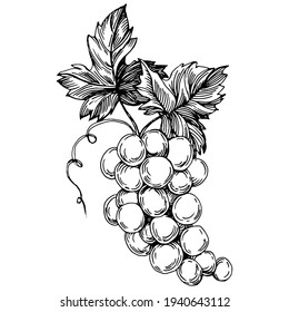 Hand drawn grapes sketch. Wine vine close up outline, leaves, berries.  Black and white clip art isolated on white background. Antique vintage engraving illustration for design wine.  