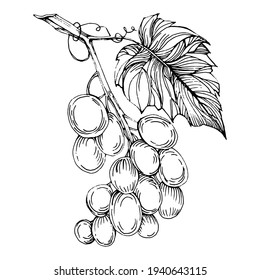 Hand drawn grapes sketch. Wine vine close up outline, leaves, berries.  Black and white clip art isolated on white background. Antique vintage engraving illustration for design wine.  
