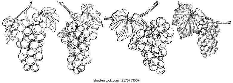 Hand drawn grapes sketch. Wine vine close up outline, leaves, berries. Black and white clip art isolated on white background. Antique vintage engraving illustration for design wine.