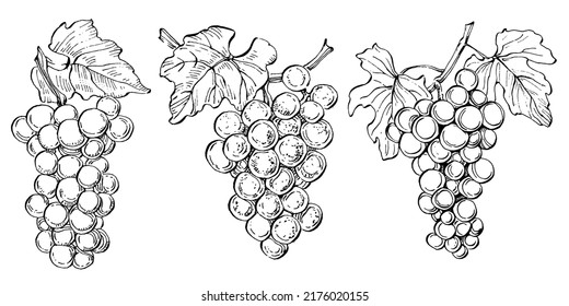 Hand drawn grapes sketch. Wine vine close up outline, leaves, berries. Black and white clip art isolated on white background. Antique vintage engraving illustration for design wine.