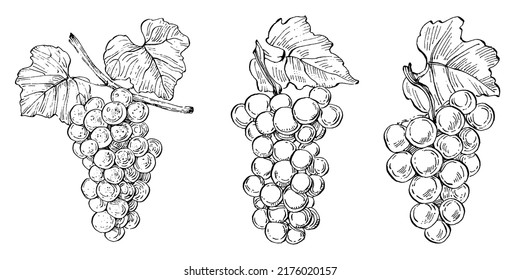 Hand drawn grapes sketch. Wine vine close up outline, leaves, berries. Black and white clip art isolated on white background. Antique vintage engraving illustration for design wine.