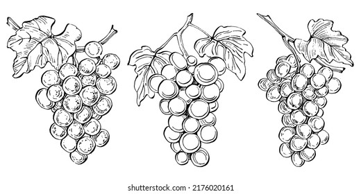 Hand drawn grapes sketch. Wine vine close up outline, leaves, berries. Black and white clip art isolated on white background. Antique vintage engraving illustration for design wine.