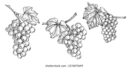 Hand drawn grapes sketch. Wine vine close up outline, leaves, berries. Black and white clip art isolated on white background. Antique vintage engraving illustration for design wine.