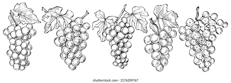 Hand drawn grapes sketch. Wine vine close up outline, leaves, berries. Black and white clip art isolated on white background. Antique vintage engraving illustration for design wine.