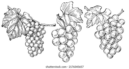 Hand drawn grapes sketch. Wine vine close up outline, leaves, berries. Black and white clip art isolated on white background. Antique vintage engraving illustration for design wine.