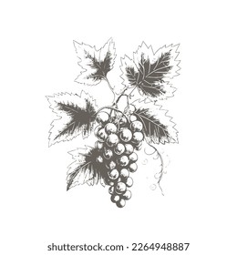 Hand drawn grapes sketch. Wine vine close up outline, leaves, berries. Black and white clip art isolated on white background. Antique vintage engraving illustration for design wine.