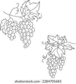 Hand drawn grapes sketch. Wine vine outline, leaves, berries. Black and white clip art isolated on white background. Antique vintage engraving illustration for design wine