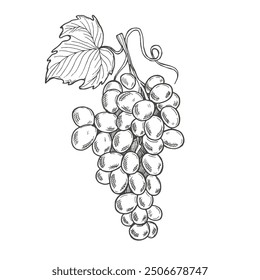 Handgezeichnete Traubenskizze. Weinrebe, Umriss, Blätter, Beeren. Schwarz-weiße Videokunst einzeln auf weißem Hintergrund. Antike Vintage Gravur Illustration für Designwein.