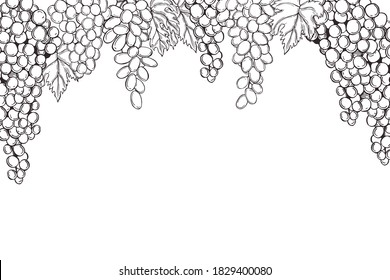  Uvas dibujadas a mano. Fondo vectorial.