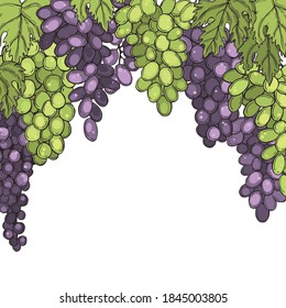  Hand drawn  grapes.  Vector background.