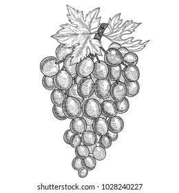 Hand drawn grapes . Vector illustration  ink sketch of monochrome grape branch.