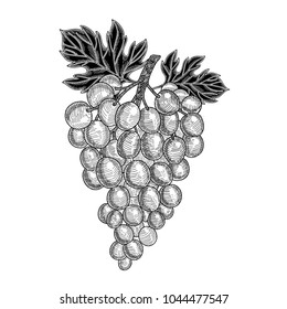 Hand drawn grapes . Vector illustration ink sketch of monochrome grape branch.