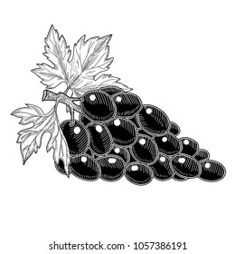 Hand drawn grapes . Vector illustration ink sketch of monochrome grape branch.