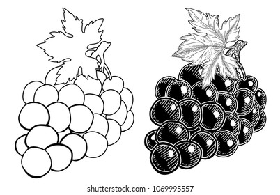 Hand drawn grapes . Vector illustration ink sketch of monochrome grape branch.