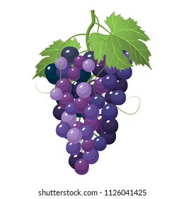 Hand drawn grapes vector illustration. A big bunch of grapes. Grapes icon isolated on white background