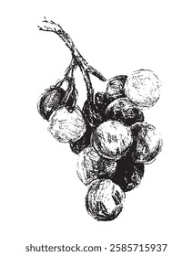 Hand drawn grapes vector illustration.