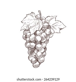 hand drawn grapes vintage engraving style vector illustration