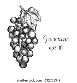Hand drawn grapewine