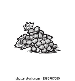 Hand drawn grapewine vector engraved illustration