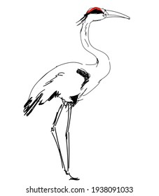 Hand drawn graphic art Crane bird, illustration bird vector