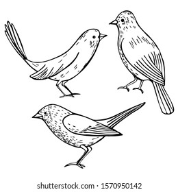 Hand drawn graphic birds on a white background. Vector sketch  illustration.