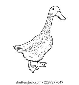 Hand Drawn Graphic duck in vintage style on a white background. Great for logo design.