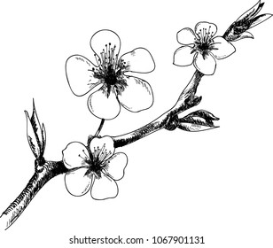 hand drawn graphic element spring flowers,blossom branch.linear drawing,black and white drawing,