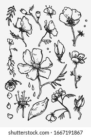 Hand drawn graphic Flowers. Poppy and other flower. Nature illustration.