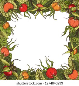 Hand drawn graphic frame of color dog rose berries and foliage