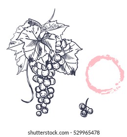 hand drawn graphic illustration of grape on the branch on white background. vector eps 8. 