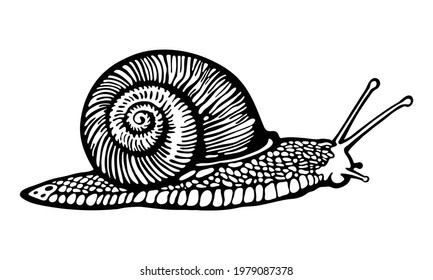 Hand drawn graphic illustration of Snail. Vector common grape Snail. Black and white