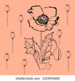 hand drawn graphic poppies vector illustration on pink and red background