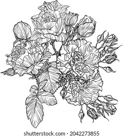 Hand drawn graphic rose bloom black
