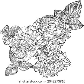 Hand drawn graphic rose bloom black