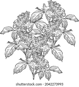 Hand drawn graphic rose bloom black