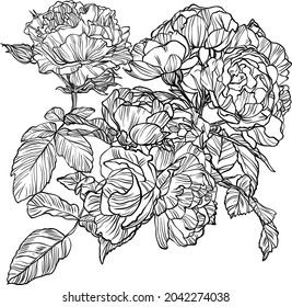 Hand drawn graphic rose bloom black