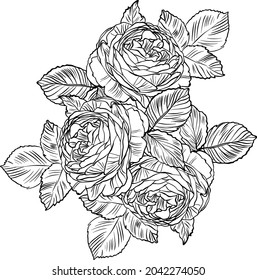 Hand drawn graphic rose bloom black