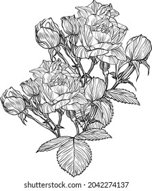 Hand drawn graphic rose bloom black