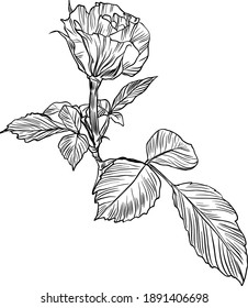 Hand drawn graphic rose flower 