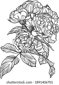 Hand Drawn Graphic Rose Flower 