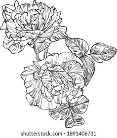 Hand drawn graphic rose flower 