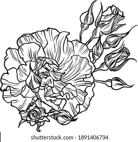 Hand drawn graphic rose flower 