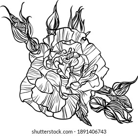 Hand drawn graphic rose flower 